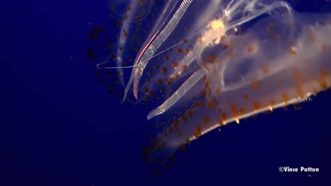 Amazing Bioluminescent Jellyfish