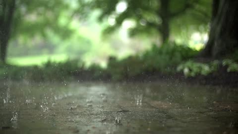 Raining in Forest