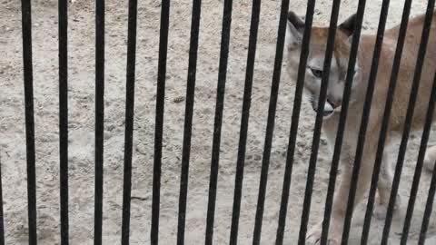 Beautiful brown puma in the zoo.