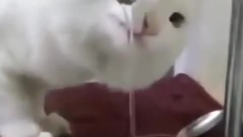 Cute cat drink water try not to laugh