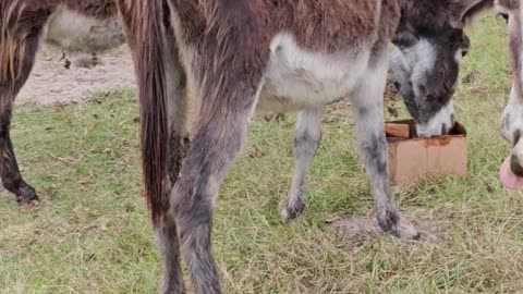 Donkey Field Donkeys Love Attention Farming Life p10