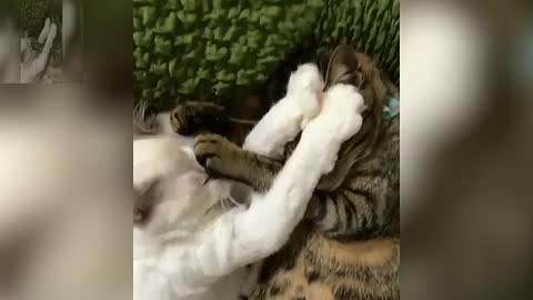 Two cats sleeping with each other's eyes covered