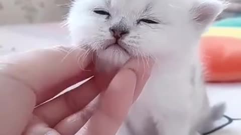 Cute Kitten Baby Cat