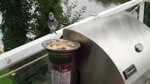 Bluejay stealing a peanut