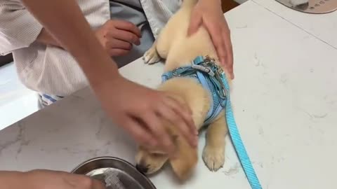 Adorable Dogs Getting Pampered! 🐶✨"