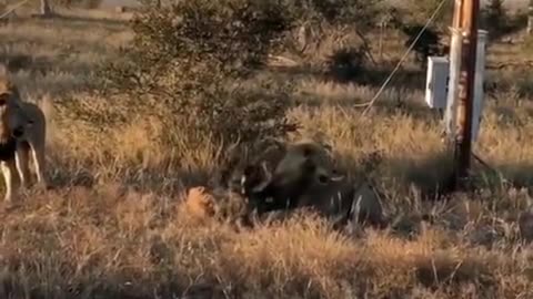 Two lions hunting hyena