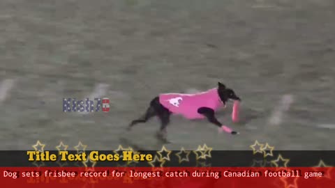 Dog sets frisbee record for longest catch during Canadian football game