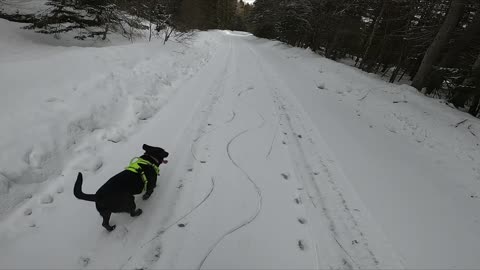 Dog-powered skating! #dog #nature #fun