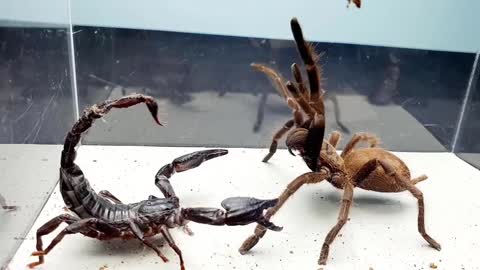 SCORPION vs TARANTULA SPIDER FIGHTING FOR PREY, who will win? Insect Stories