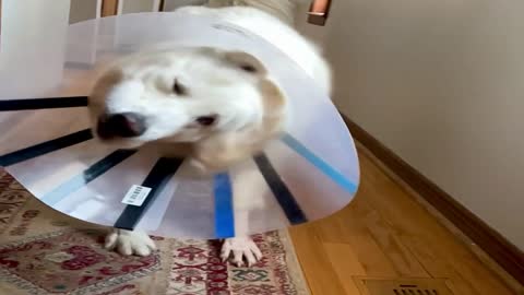 Satellite Dish Doggo Comes in for Landing