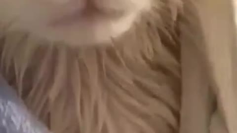 Cute cat taking bath