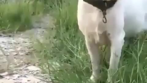 Funny dog playing on the grass