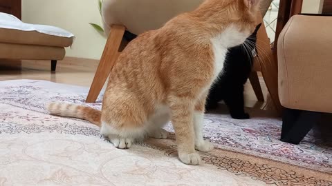 Funny cat fight