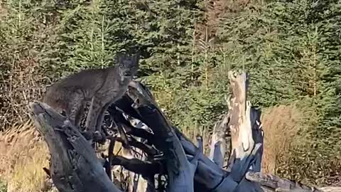 Incredible close-up lynx encounter in Alaska