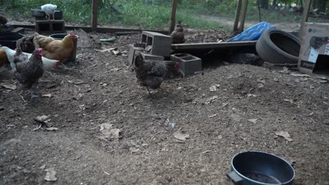 Chickens find some extra protein.