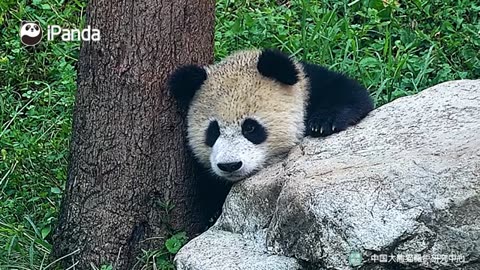 Funny Panda