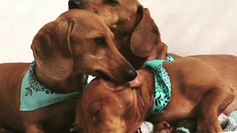 Triple Wiener Lick