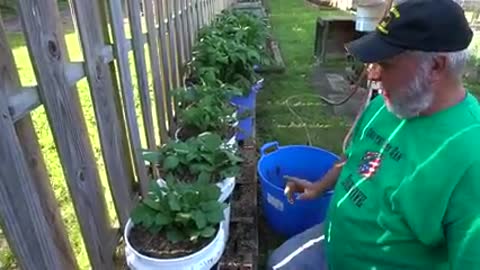 How to Grow Potatoes in a 5 Gallon Bucket (Part 2 of 2)