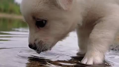 The sound of a dog drinking water is so healing #pet #dog