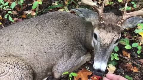 aggressive deer attacks a person who looks into the bush