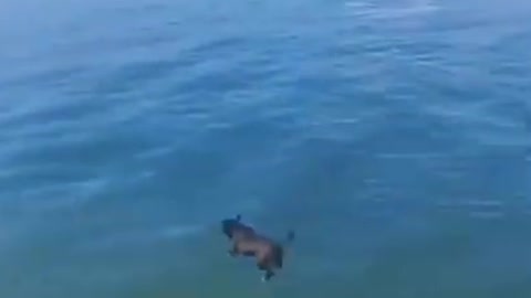 Funny Dogs Love Swimming - Puppy Videos 2020