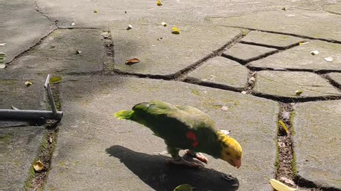 Bird Rides Little Scooter For Seeds