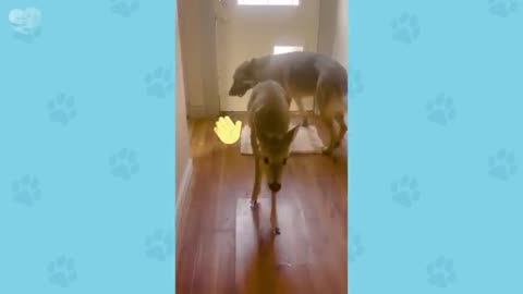 Funny pet bringing their friends