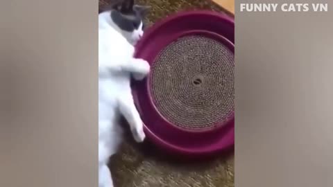 Best Funny Animal Videos 2022 - Funniest Cats And Dogs Video