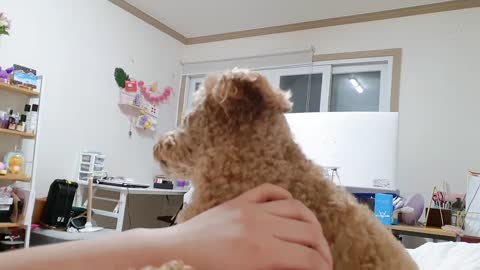 Puppy licking its owner's hand