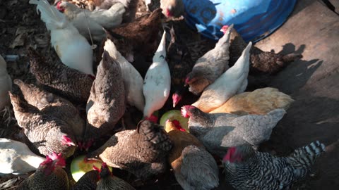 Chickens taste test the lemon drop melon.