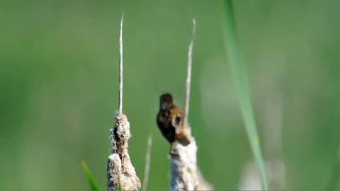 Marsh Wren on Dried Cattail