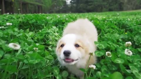 Happy cute puppy corgi dog running after camera in clove field