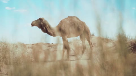 Camel in dessert 🐪 camel is walking