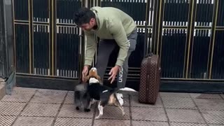 Meeting dogs after a vacation