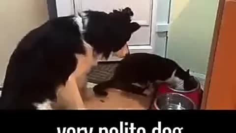 Cat steals food from A very polite Dog