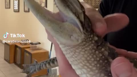 Laughing alligator