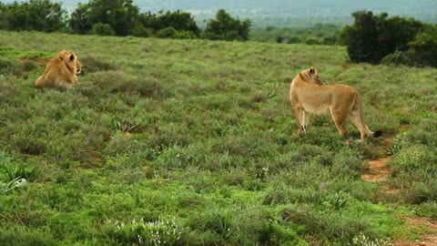 Lion in a jungle