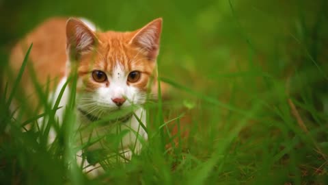 White cat lying among the grasses seen up close