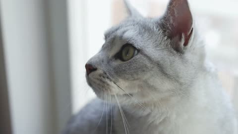 Do you like a cat who is curious about the window?