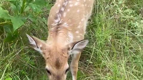 A fawn gets spooked!