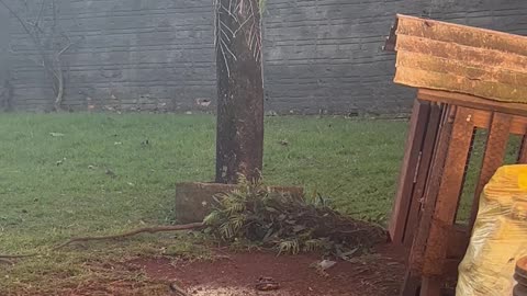 Rooster Chases Dog Across Yard