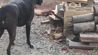 Stare down with a chipmunk