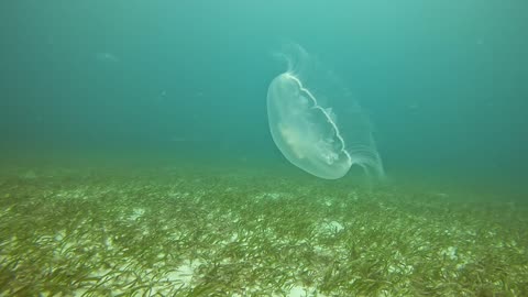 Moon Jellyfish