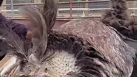 Ostrich hatching eggs