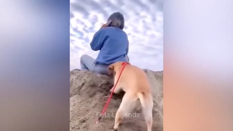 Funny animal video