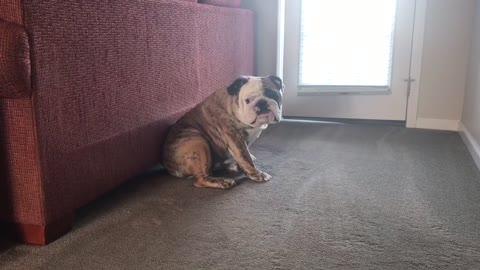 Cranky bulldog pouts until he gets his way