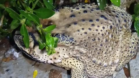 Close-up shot of the purple toad