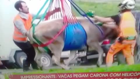 a vaca foi pro brejo mesmo pt3