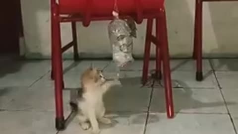 My kitten is boxing