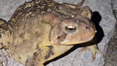 American Toad.